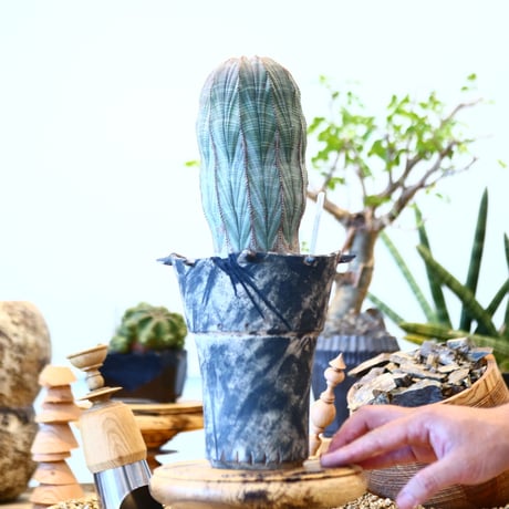 Euphorbia obesa × SPECIMEN LAB ＿ OOPARTS ＿  no.91737