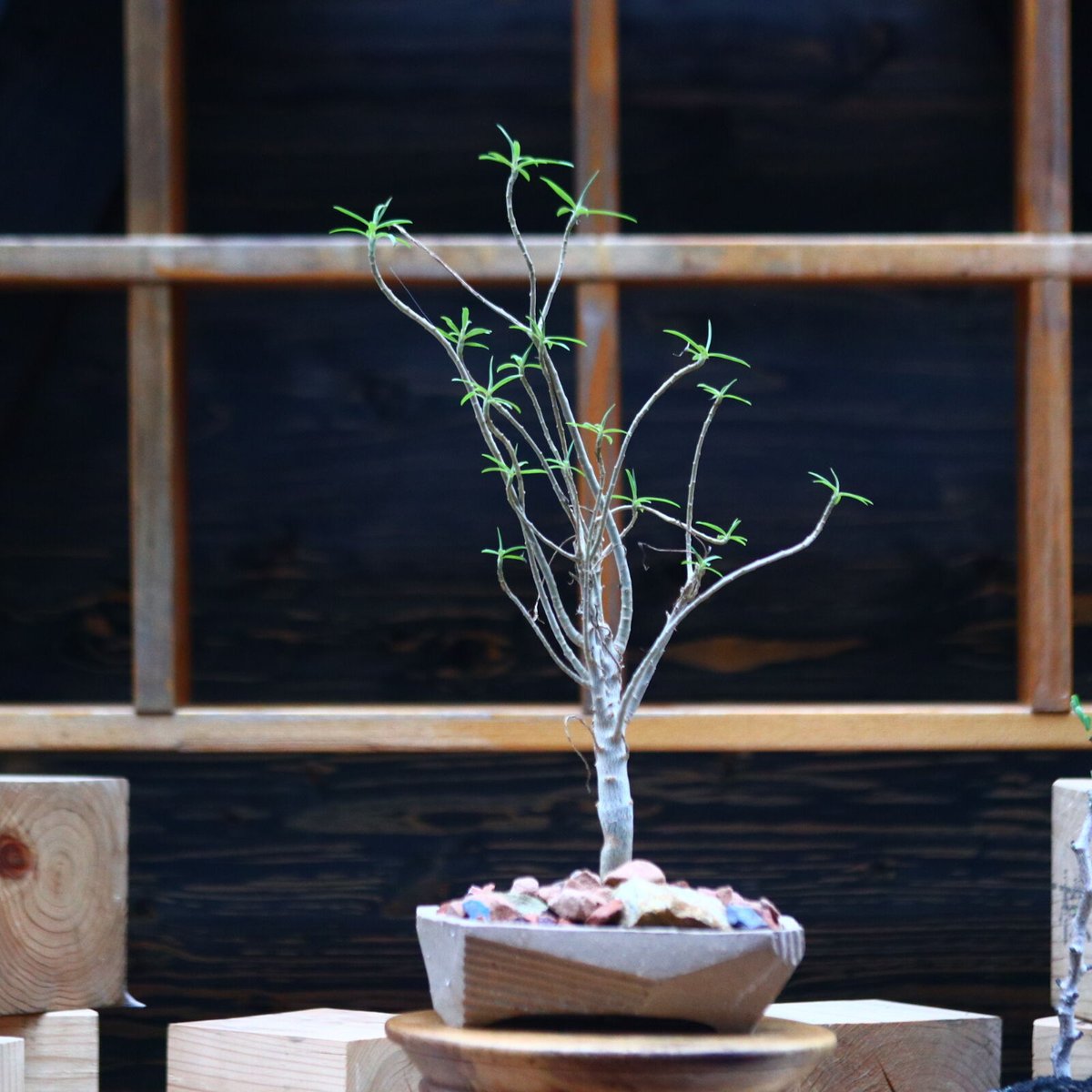 ユーフォルビア バルサミフェラ/Euphorbia balsamifera no.10 ユーフォルビア バルサミフェラ/Euphorbia balsamifera no.10