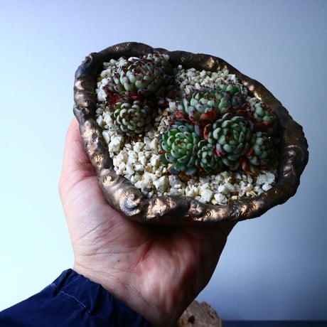 エケベリア ミニマ   Echeveria minima  No.017