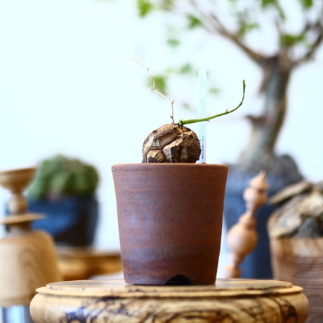 Dioscorea elephantipe × 市野伝市鉢    no.91707