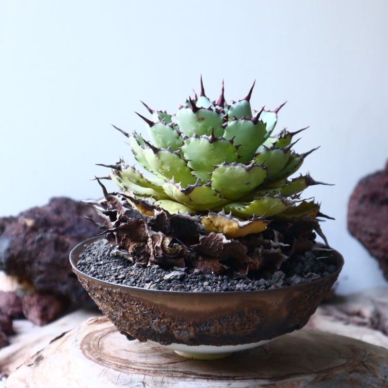 アガベ ポタトラム Agave potatorum no.023 | 芽の巣山