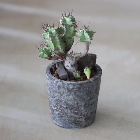 Euphorbia horrida f. monstruosa × たけろうポット 　no.714/37