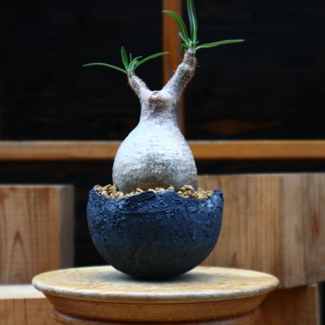 パキポディウム  グラキリス／Pachypodium  gracilius     no.61916