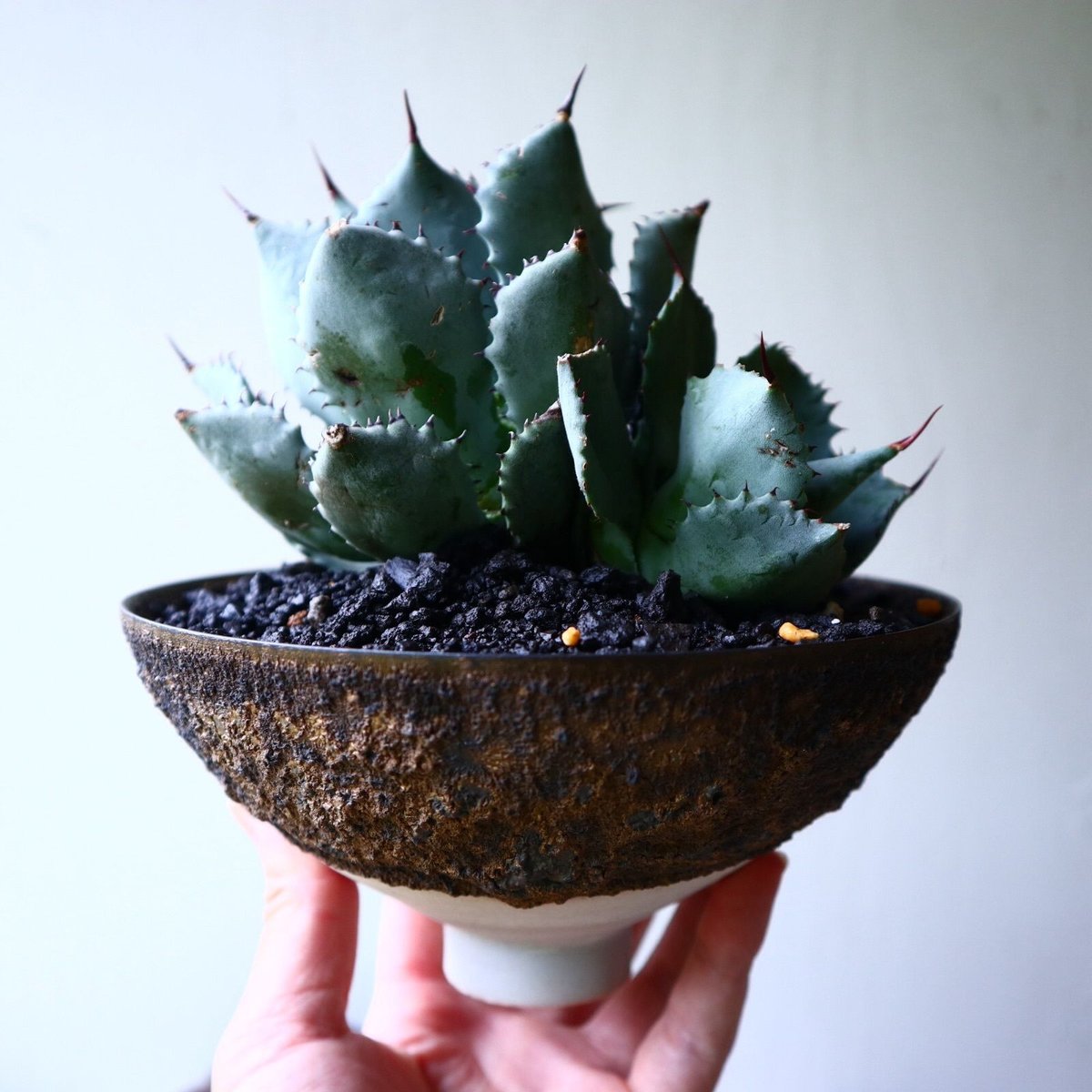 アガベ コンフェディートローズ Agabe hybrid Confederate Ros