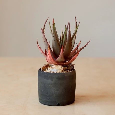 Aloe broomii  × ヤクモ (3.5号)  no.125/11