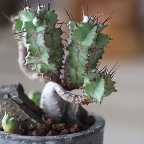 Euphorbia horrida f. monstruosa × たけろうポット 　no.714/37