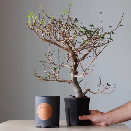 N/OH 植え替えセット / Bursera fagaroides  / 4号  no.810-72