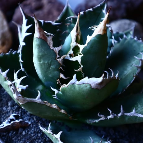 アガベ チタノタ    Agave titanota     no.33212