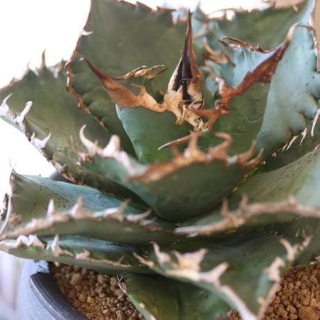 Agave titanota solareclipse × N/OH  no.90110