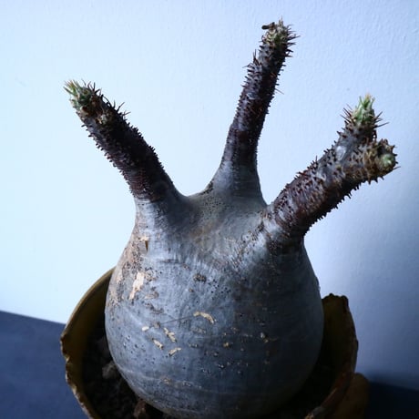 パキポディウム グラキリス Pachypodium rosulatum var. gracilius   No.31028