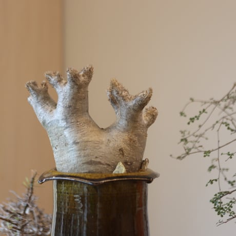 Pachypodium densiforum × Masato Akutsu   no.119-10
