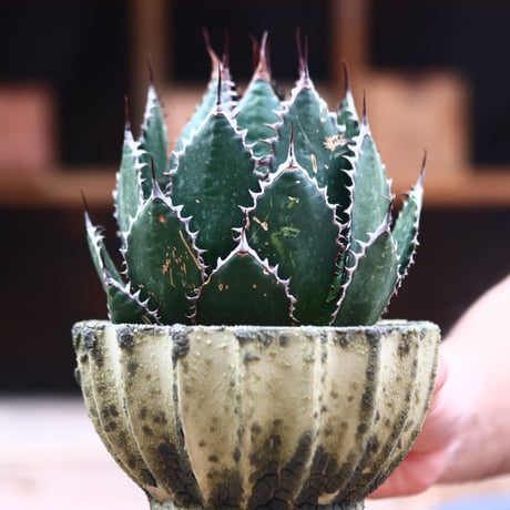 アガベ ホリダ / Agave horrida   no.40201
