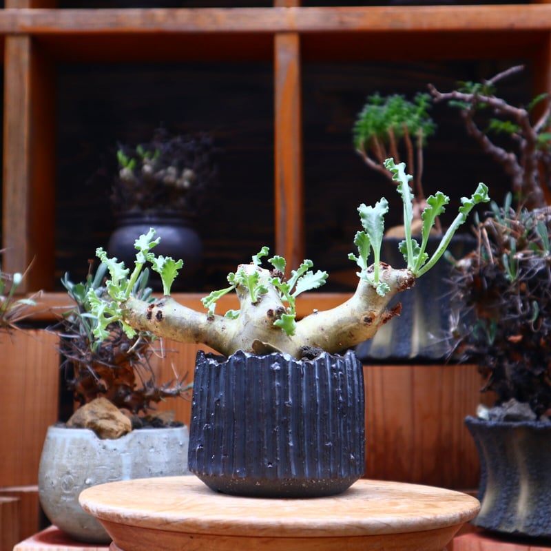 ペラルゴニム クリンガルドテンセ/Pelargonium Klinghardtense ペラルゴニム クリンガルドテンセ/Pelargonium Klinghardtense