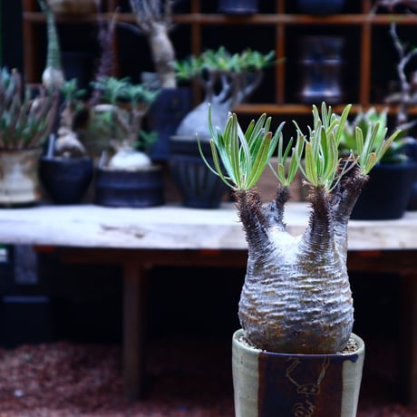 パキポディウム  グラキリス／Pachypodium  gracilius       no.50219