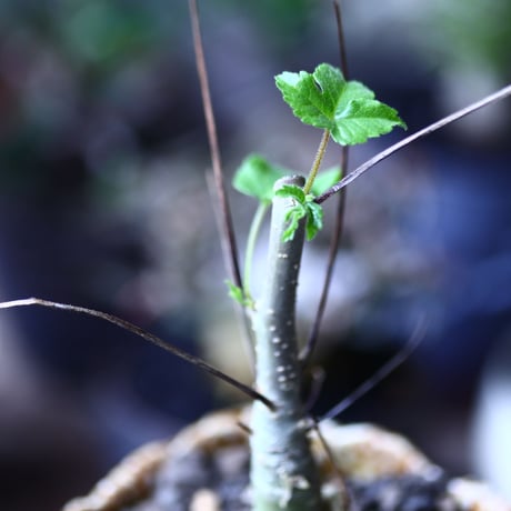 コミフォラ ロンギペデケラータ  Commiphora Longipedecellata   no.71928