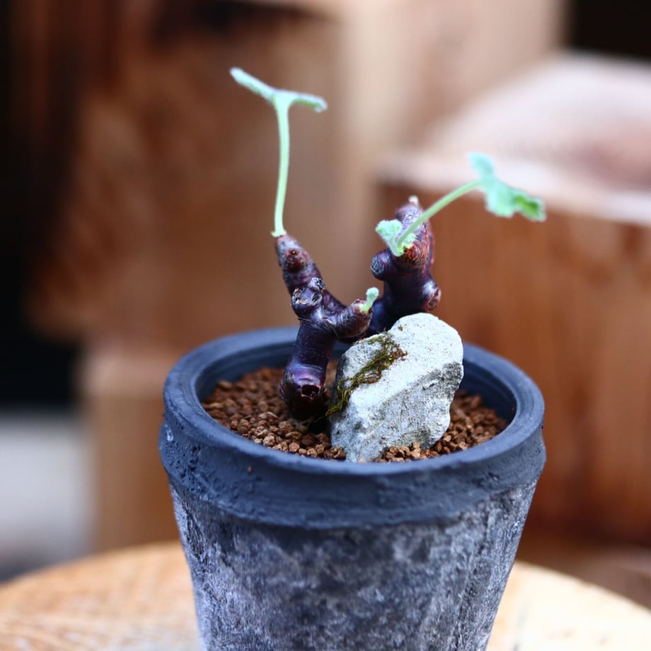 6210c1c981dbb55941152b28