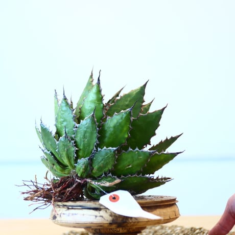 Agave horrida / Style of Chika   no.1015/8