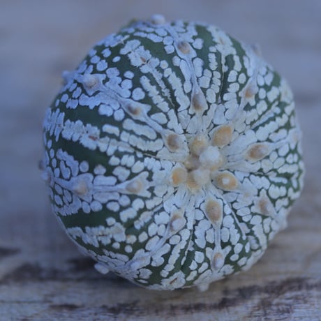 アストロフィツム   スーパー兜　抜き苗　 Astrophytum asterias 'Super Kabuto'      no.207/3