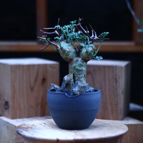 ペラルゴニウム  クリズミフォリウム／Pelargonium crithmifolium    no.112142