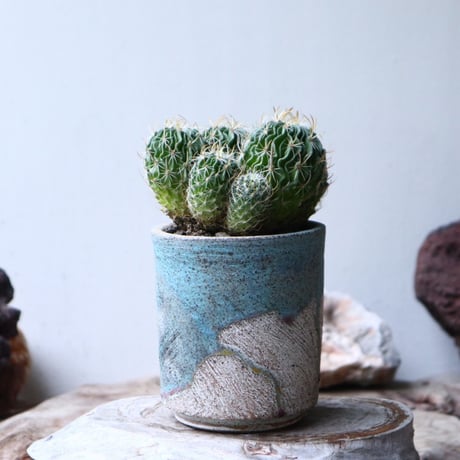縮玉   Echinofossulocactus zacatecasensis    no.90810