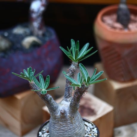 パキポディウム  グラキリス ／Pachypodium  gracilius     no.101030