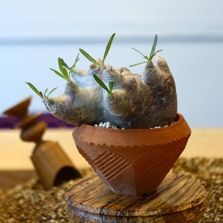 N/OH × Pachypodium densiflorum var. brevicalyx   no.61845