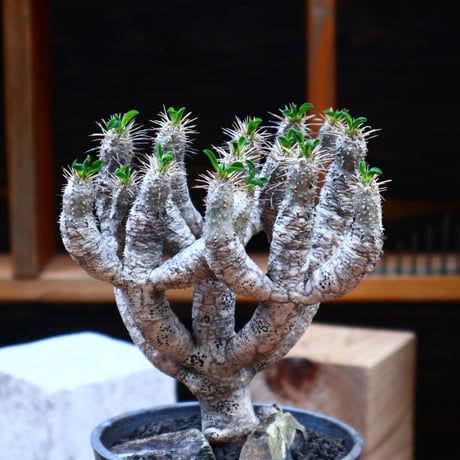 ユーフォルビア  ギラウミニアナ／Euphorbia guillauminiana  no.72544
