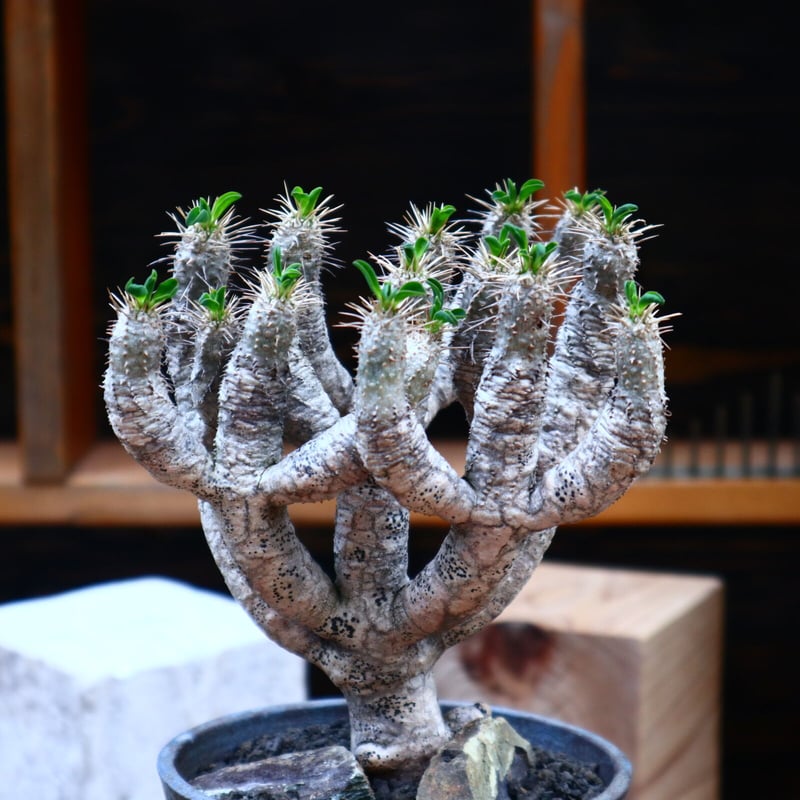 ユーフォルビア ギラウミニアナ/Euphorbia guillauminiana no.7 ユーフォルビア ギラウミニアナ/Euphorbia guillauminiana no.7