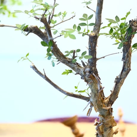 ブルセラ ファガロイデス / Bursera fagaroides   no.62515