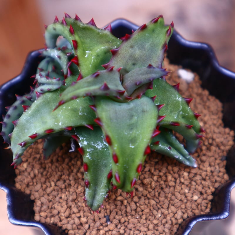 アロエ カスティロニアエ／Aloe Castilloniae no.42426 | 芽の巣山