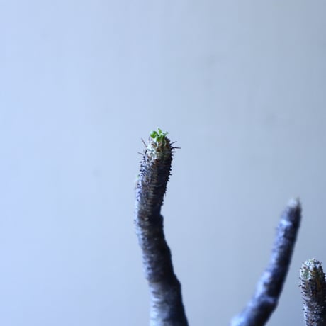 パキポディウム グラキリス Pachypodium rosulatum var. gracilius no.52604
