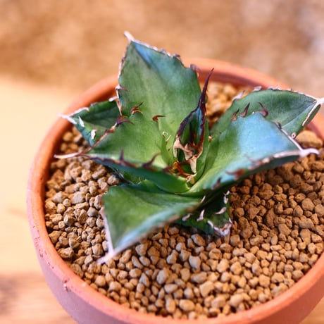 Agave titanota Hades × YAMABACHI    no.123164