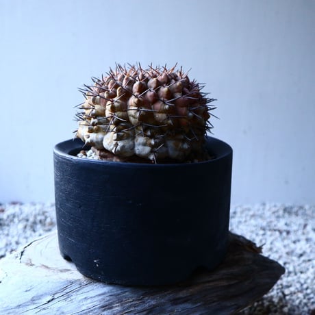 ギムノカリキウム  守殿玉 Gymnocalycium stellatum  no.121516