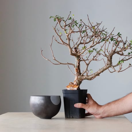N/OH 植え替えセット / Bursera fagaroides  / 5.5号  no.810-71