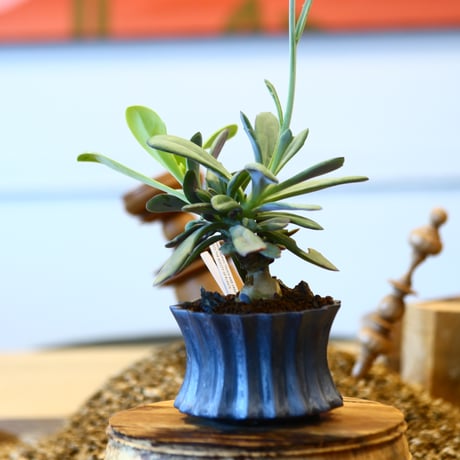 Senecio fulgens × soso  no.11436