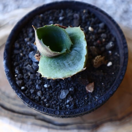 アガベ   パピリオ   Agave  ”Papilio platanioides” no.40708