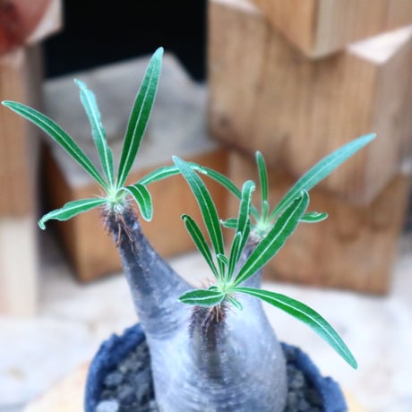 パキポディウム  グラキリス／Pachypodium  gracilius       no.62667