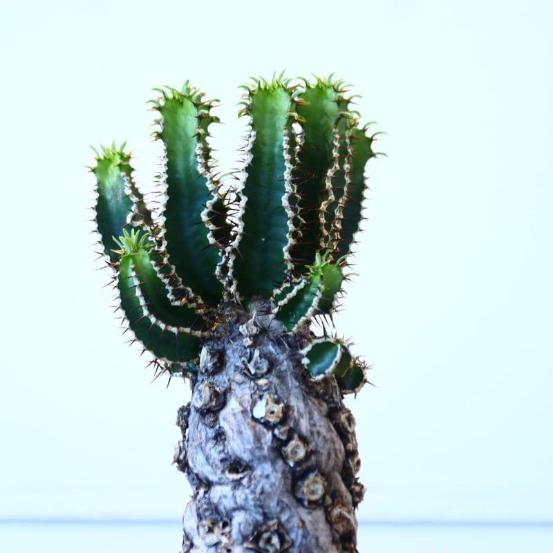 ユーフォルビア ムランジーナ / Euphorbia mlanjeana no.80627