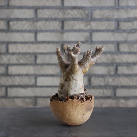 Pachypodium Inopinatum × takero pot (4.5号)  no.324/11