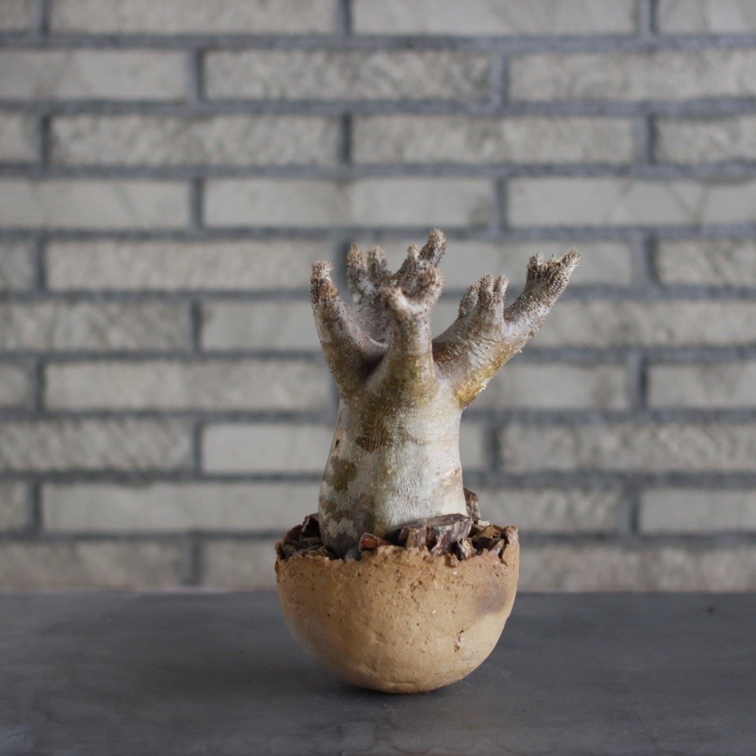 Pachypodium Inopinatum × takero pot (4.5号) no.