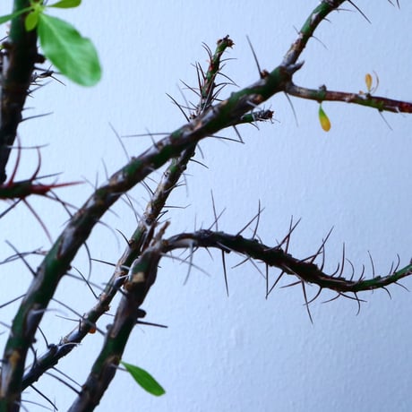 フォークイエリア   プルプシー   ×  ファシクラータ   Fouquieria purpusii   ×   fasciculata No.045
