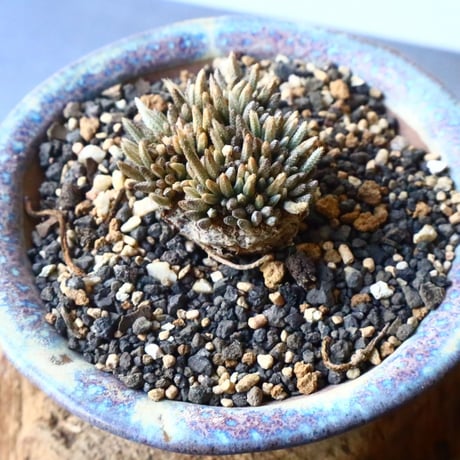 アボニア クイナリア  アルストニー       Avonia  quinaria  ssp. alstonii  No.005