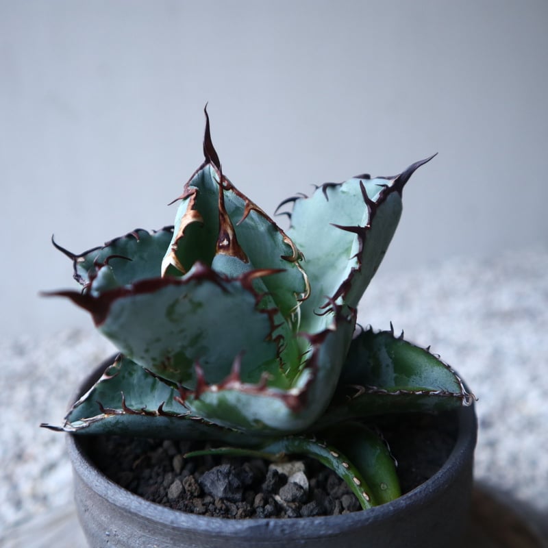 アガベ チタノタ ブラック＆ブルー Agave titanota black&bule