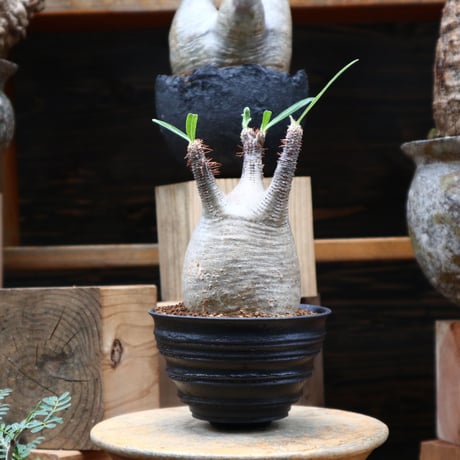 パキポディウム  グラキリス／Pachypodium  gracilius    no.82807