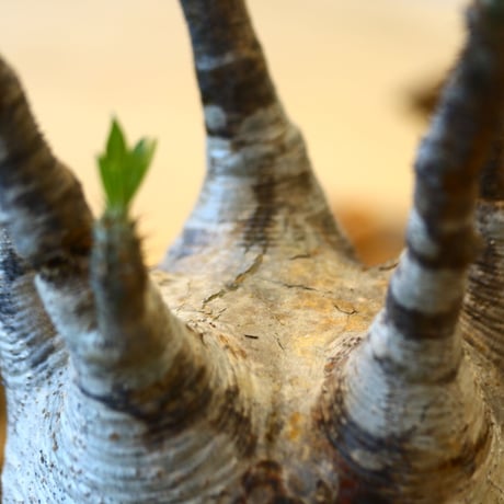 たけろうポット × Pachypodium  gracilius   no.72367