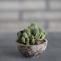 ユーフォルビア クリスパ Euphorbia crispa no.21647 | 芽の巣山