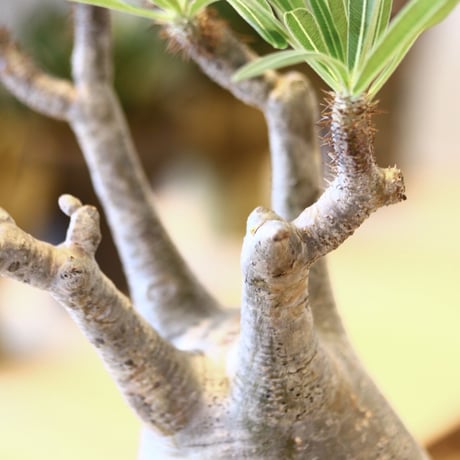 パキポディウム  グラキリス / Pachypodium  gracilius   no.52107