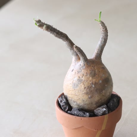 Pachypodium gracilius × YAMABACHI var.N/OH (3号鉢)   no.420-52