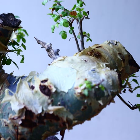 コミフォラ  カタフ v.ターカネンシス    Commiphora kataf ver.turkanensis   no.90641