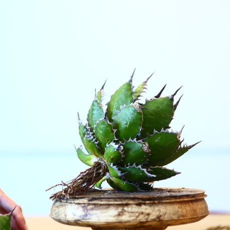 Agave horrida / Style of Chika   no.1015/82